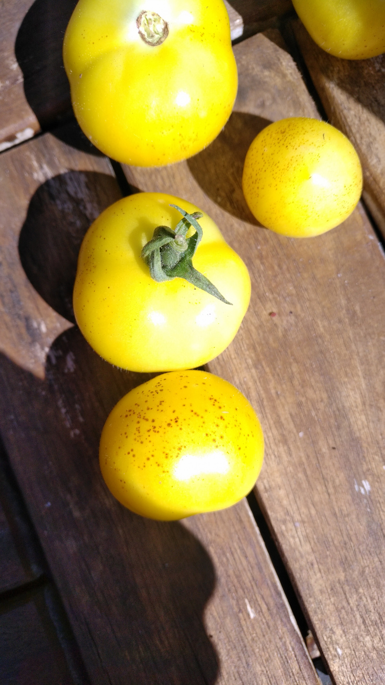 5 Ways to Fix Yellow Spots on Tomatoes